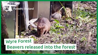 Beavers released into Wyre Forest [upl. by Yared]