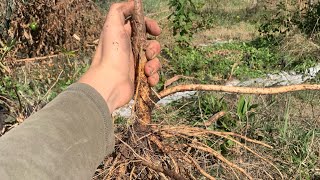 Growing elderberry from cuttings [upl. by Amsirp]