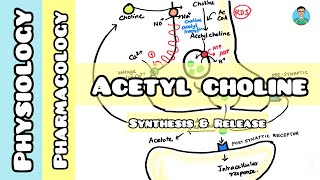 Acetyl choline  synthesis amp release [upl. by Rese491]