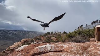 Watch this Condor’s majestic flight into the wild [upl. by Tamer]