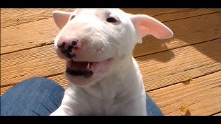 Bull terrier puppy goes crazy [upl. by Moishe]