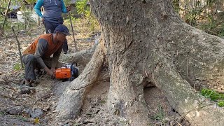 Hard to fall‼️ but it pays off with special rain wood  stihl ms 881 chainsaw [upl. by Aibat]