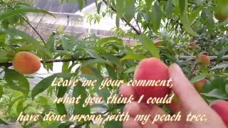 2016 Elberta Peach Growing Small Fruit Size Need Help [upl. by Notaek]