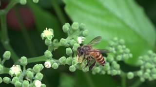 Common Honey Bees harvesting nectar from Bush Grape flowers 1 [upl. by Ydnew808]