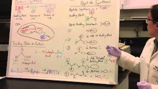 Protein Synthesis Demo pt1  Solid Phase Peptide Synthesis [upl. by Atnoled131]