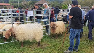 Feria de Caprino y Ovino Guriezo 19102024 [upl. by Eiclud739]