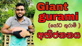 How to Breed Giant Gurami easily in home Sinhala FHD kaveeaqua breeding giantgurami [upl. by Guibert]