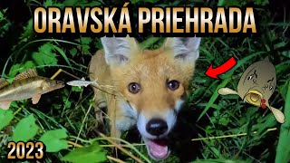 Výprava  Oravská Priehrada 🤗🎣 Lov Kapra a Zubáča  Candáta 🌊 Lov na Boilies a Živú Rybku 🦊 Líška [upl. by Cassandra]