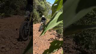 Triumph Scrambler 1200 XE in the woods triumphscrambler1200xe [upl. by Enileuqcaj]