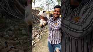 shorts rabbit rabbite minivlog vlog animals pets pet animal parrort birdspecies [upl. by Wolliw439]