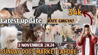 Sunday dogs market lahore 3112024 tollinton market all dogs breeds for sale [upl. by Beekman]