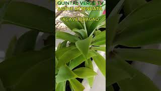 AGAVE ATTENUATA “AGAVE DRAGÃO” Shorts 1982 plants succulents suculentas [upl. by Ettelracs]