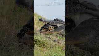 Makan siang si caiman rica kurakura caiman buaya crocodile hunter [upl. by Auqenes]