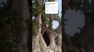 Baobab tree explore egzonibrahimi quran egzonibrahimikuran nature [upl. by Ehrenberg]