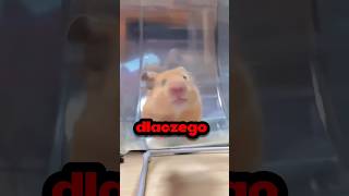 DLACZEGO CHOMIKI BIEGAJĄ NA KÓŁKACH‼️⁉️🐹 [upl. by Enyawud]