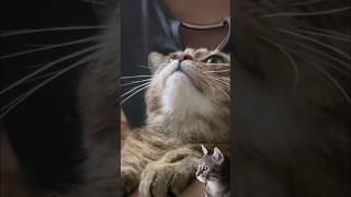 OMG Cats React To Kisses 😂 shorts catlover funnycats [upl. by Eladnyl]