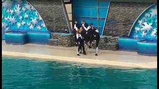 Shamu attacks and kills Pelican during show [upl. by Nalyr975]