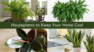 Houseplants That Will Keep Your House Cool During Summer  Indoor Plants to Keep Your Home Cool [upl. by Brittani]