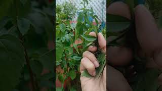 Plucked gongura leaves pulicha keerai from my grow bag [upl. by Grogan]