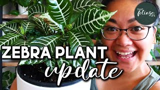 Zebra Plant Propagation Update Aphelandra Squarrosa [upl. by Akkahs]