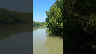 Honnavar tourist places  Mangrove board walk thetravelstoriesbysoniya viralshorts [upl. by Gemini]