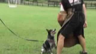 Iron Dog Schutzhund Club  Jack Attack [upl. by Rebme]