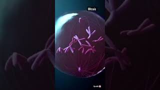 Mitosis 3D Animation  Cell Cycle And Division Neet biology [upl. by Anni]