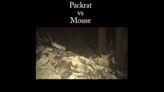 Packrat chasing mouse Predation or dispute nature wildlife packrat [upl. by Nura]