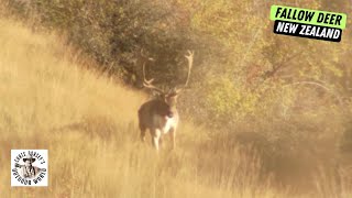 Giant Fallow Deer Hunt in New Zealand [upl. by Araeic]