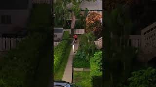 Labrador barking dog 🐕 🌴southpoint🌴hawaii [upl. by Dami]