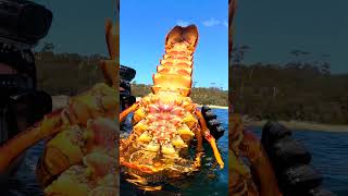 Giant Crayfish Tasmania [upl. by Settera906]