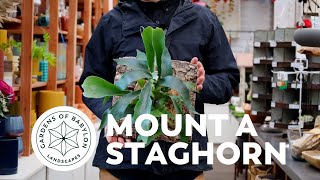 How to Mount a Staghorn Fern  Gardens of Babylon [upl. by Acinoj]