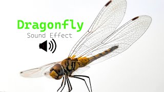 Dragonfly Sound Effect  Dragonfly buzzing sound [upl. by Aletse]