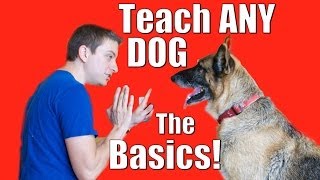 Dog Training 101 How to Train ANY DOG the Basics [upl. by Esyla49]