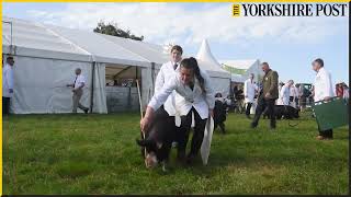 Fun and excitement at Penistone Agricultural Show 2023 as Rob and Dave Nicholson from Cannon Hall Fa [upl. by Sorcha187]