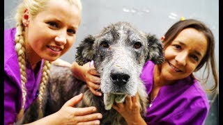 Old giant dog abandoned in a landfill comes back to life [upl. by Helga]