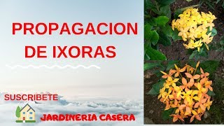 COMO PROPAGAR IXORA POR ESQUEJES REPRODUCCION DE IXORA coccinea CORALITO Y CUIDADOS [upl. by Ollehcram]