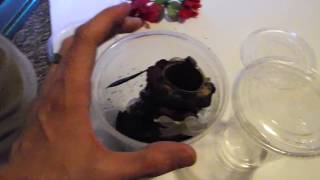 DIY Arboreal Tarantula Hide P Ornata [upl. by Neraa]