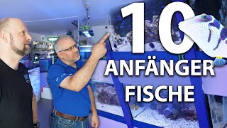 10 Anfängerfische für dein Meerwasseraquarium von nautilusaquaristik7151 [upl. by Brittney]