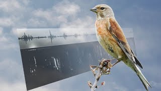 LINNET SONGS – Carduelis cannabina [upl. by Weywadt681]