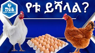 የ ዶሮ ዝርያ አመራረጥ ክፍል ሁለት2  how to choose chicken breed part two 2 [upl. by Iarahs939]