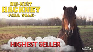 Highest Seller  2024 Midwest Hackney Fall Sale [upl. by Teloiv855]