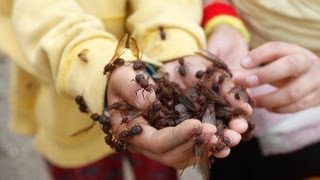 quotZompopos al limónquot un platillo que los guatemaltecos degustan en la época lluviosa  Prensa Libre [upl. by Goldshell797]