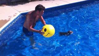 Yorkie swimming then attacking ball and falling into pool [upl. by Suellen328]