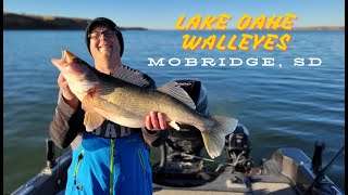 BIG Lake Oahe Walleyes from South Dakota  Mobridge SD [upl. by Armin]