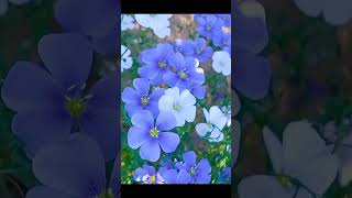 Linum Perenne Flowers nature shorts Blue Flax flower amazing [upl. by Alverson]