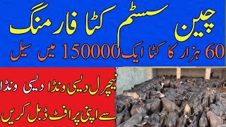 katta farming in pakistan pakistan best business katta farming katta farming 2023 in pakistan [upl. by Akemet731]