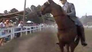 Tennessee Walking Horse  Commanding Performance [upl. by Keele]