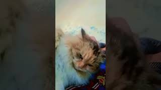 Mareez E Ishq Hoon main mscatlovervideos216 cats lovers pets [upl. by Manton]