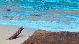 Shoal Bay Beach  Andaman amp Nicobar Islands [upl. by Hajidahk]